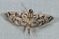 Rhimphalea