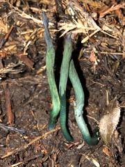 Microglossum