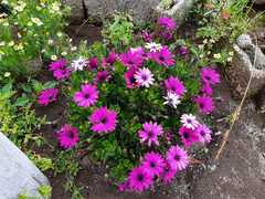 Dimorphotheca ecklonis