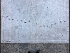 Columba livia domestica