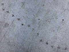 Columba livia domestica