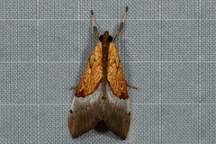 Sagariphora magnificalis
