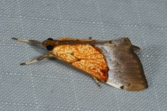 Sagariphora magnificalis