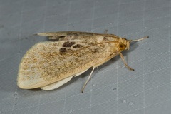 Scaptesylodes modica