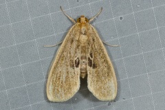 Scaptesylodes modica