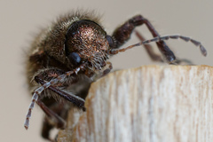 Trichochrysea