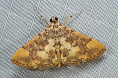 Tylostega chrysanthes