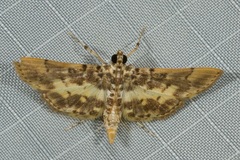 Tylostega