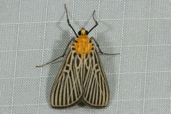 Tyspanodes flavolimbalis