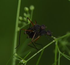 Taeniaptera