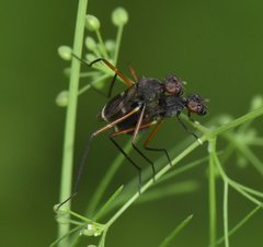 Taeniaptera