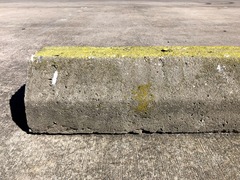 Flavoplaca flavocitrina