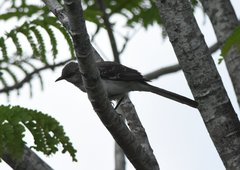 Mimus polyglottos