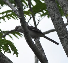 Mimus polyglottos