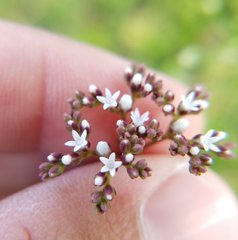 Mitreola petiolata