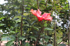 Hibiscus