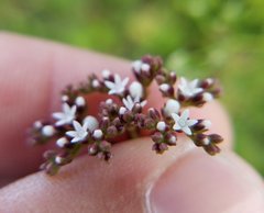 Mitreola petiolata