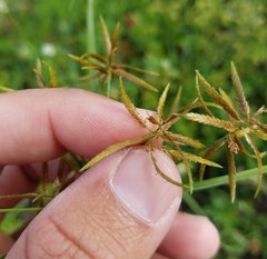 Cyperus