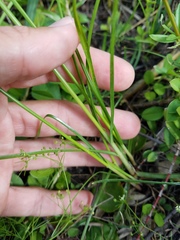 Cyperus
