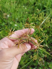 Cyperus