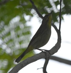 Setophaga palmarum palmarum
