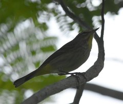 Setophaga palmarum palmarum