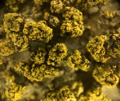 Flavoplaca flavocitrina