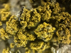 Flavoplaca flavocitrina