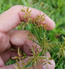 Cyperus