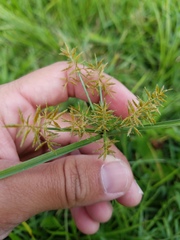 Cyperus