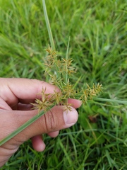 Cyperus