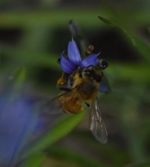 Apis mellifera