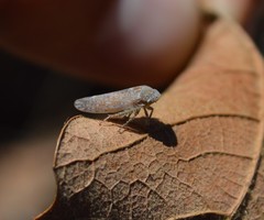 Marganana mexicana