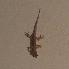 Hemidactylus mabouia