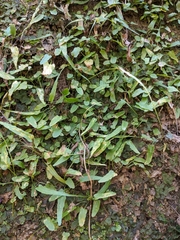 Phytoliriomyza felti