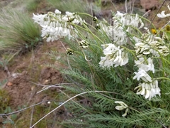 Astragalus conjunctus