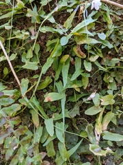 Phytoliriomyza felti