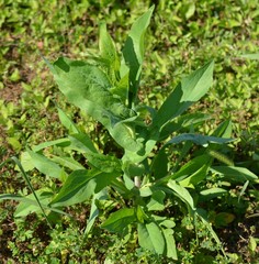 Rudbeckia amplexicaulis