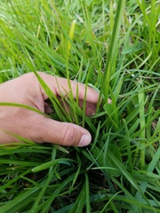 Cyperus