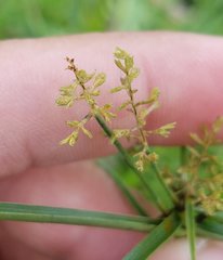Cyperus