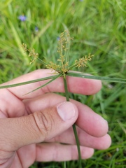 Cyperus