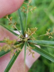 Cyperus