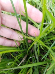 Cyperus