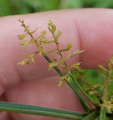 Cyperus