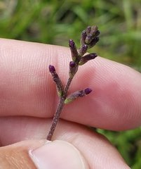 Buchnera floridana