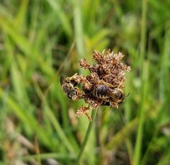Halictus poeyi