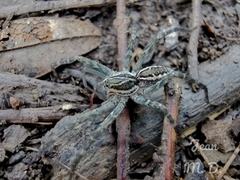 Aglaoctenus lagotis