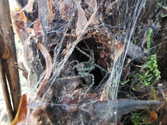 Aglaoctenus lagotis