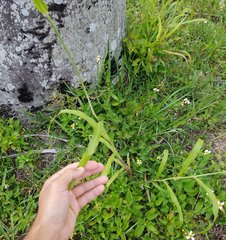 Poaceae