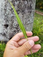 Poaceae